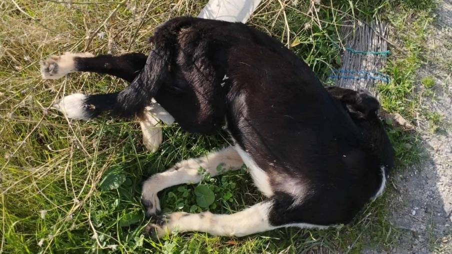 Denizli'de vahşet: Yol kenarında çok sayıda ölü köpek bulundu
