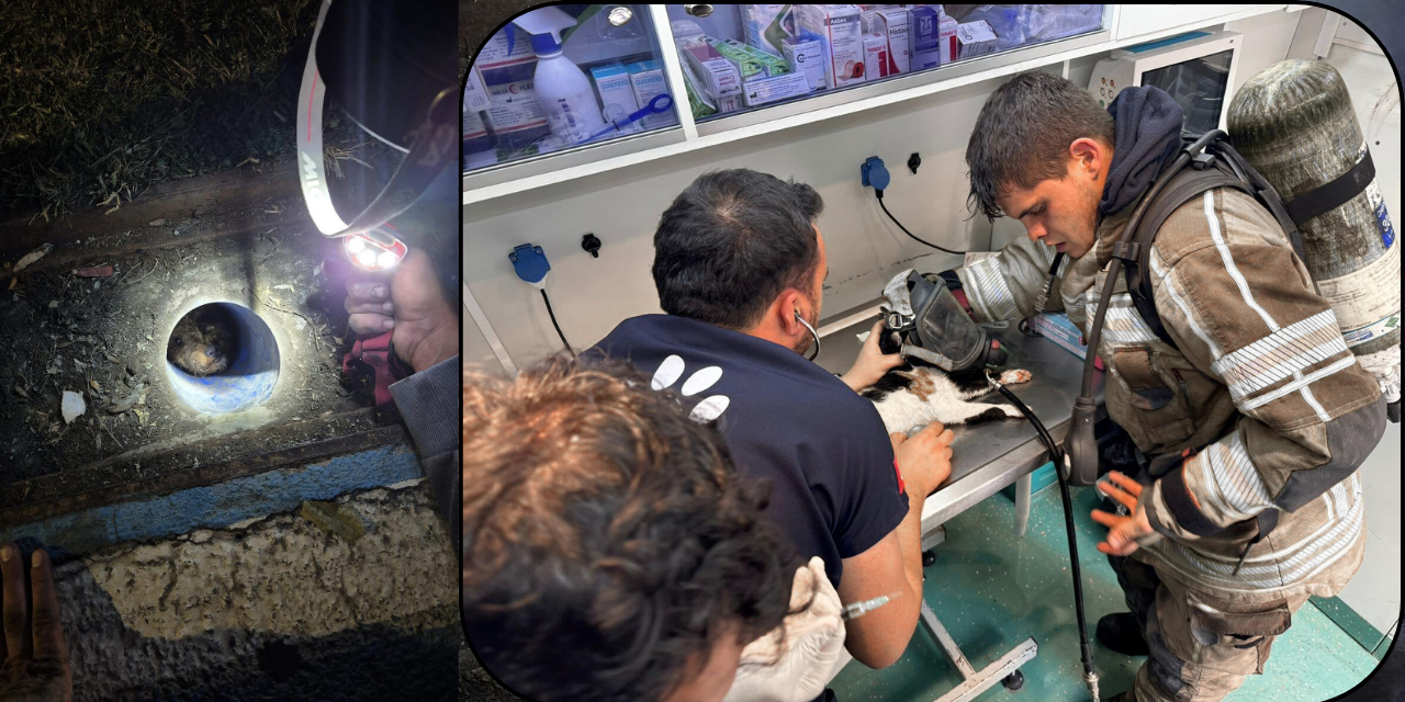 İzmir'de mazgala düşen köpeği ve yangında mahsur kalan kedileri itfaiye kurtardı