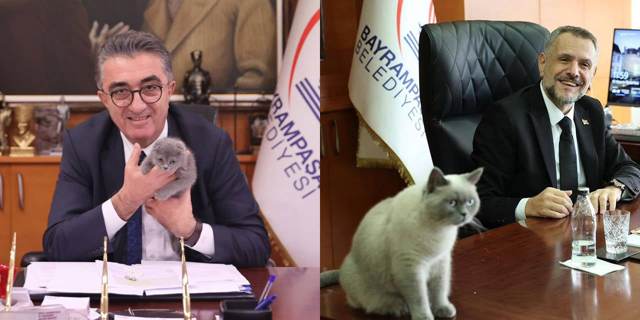 Bayrampaşa'da kediye de kayyım! Bulut'u gönderdi Duman'ı getirdi