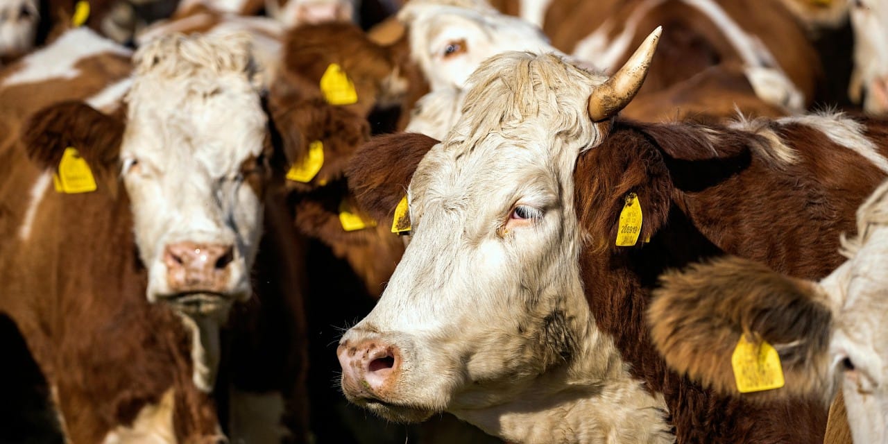 Marmara açıklarındaki korkunç gemide son durum