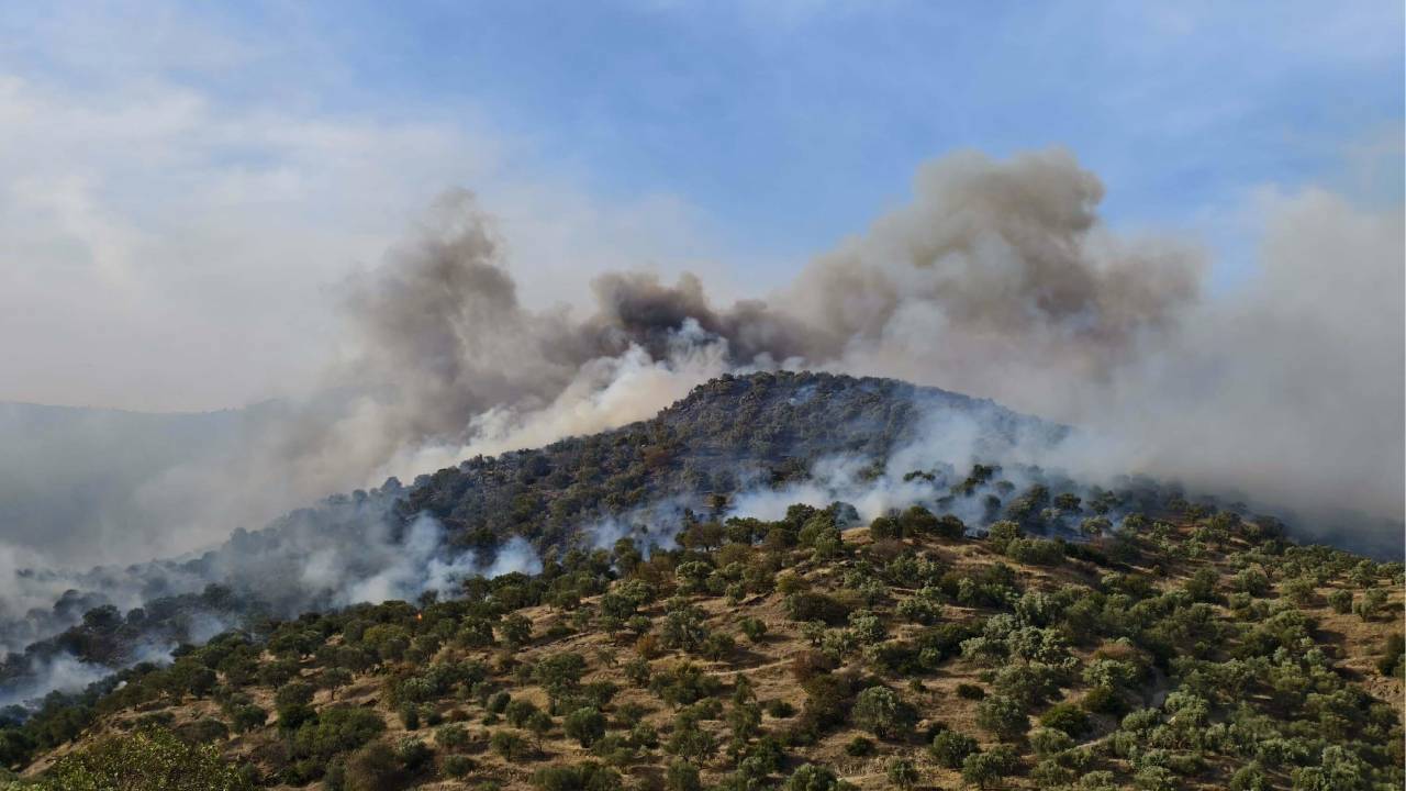 Aydın’daki orman yangını kontrol altına alındı: Bir kişi gözaltında