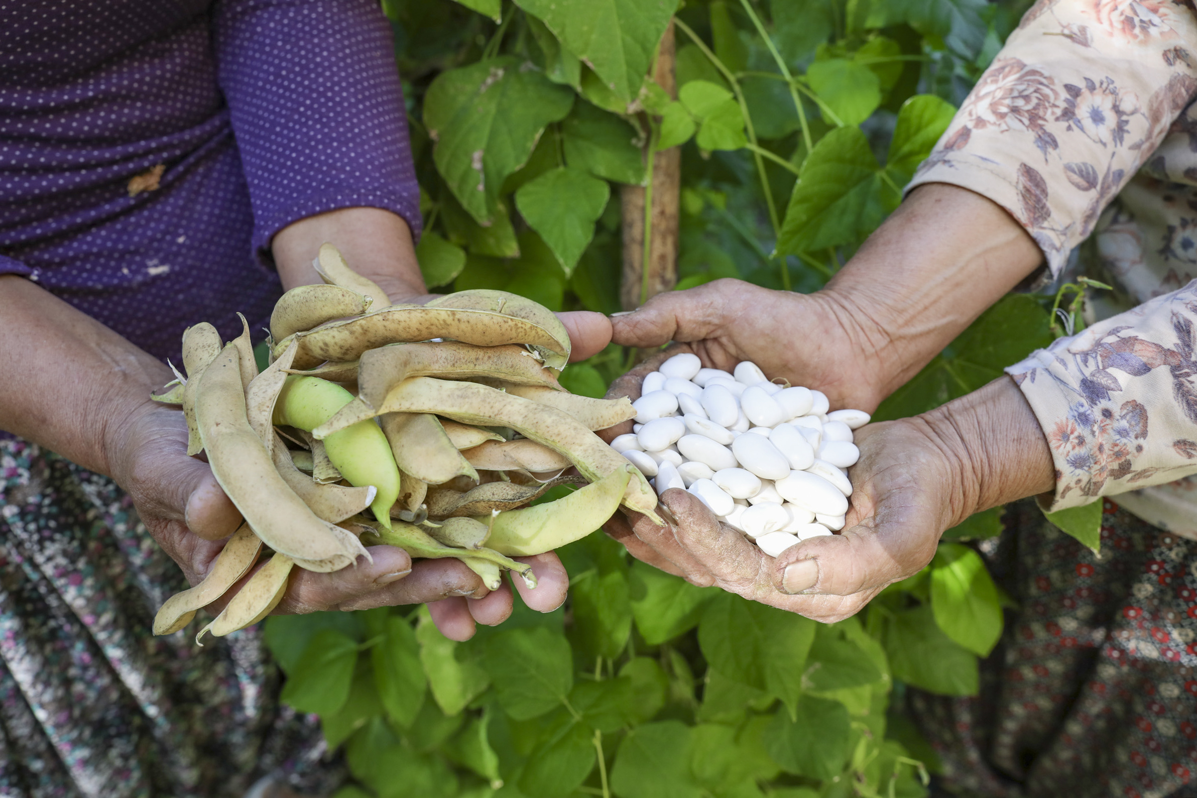 Gülnar’da unutulmaya yüz tutan “Leklek Fasulyesi” yeniden tarlada