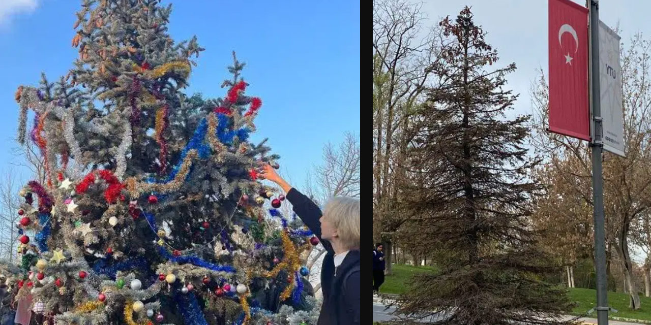 Yıldız Teknik’teki ağacı yılbaşında süslüyorlar diye kezzapla kuruttular!
