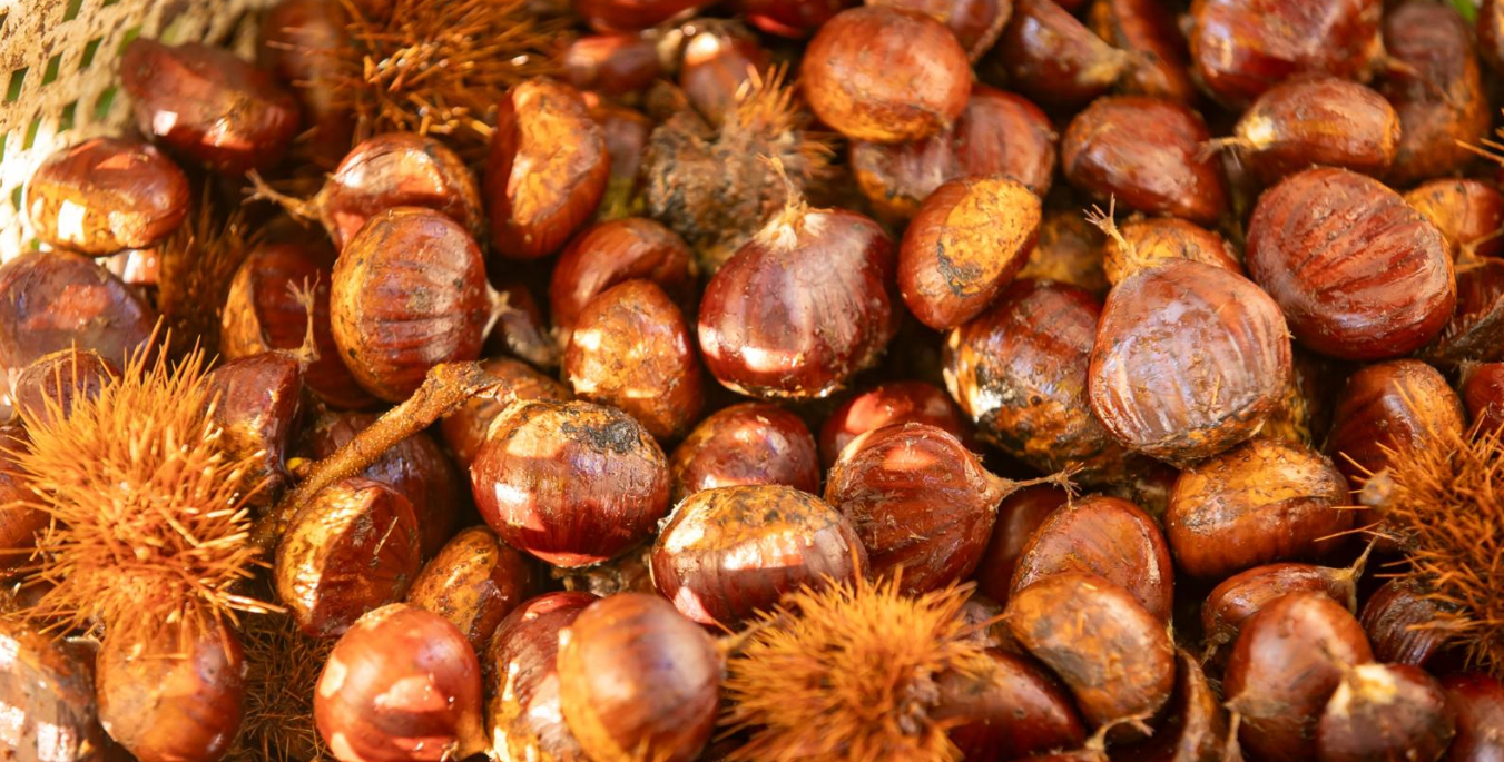 Tugay Beydağ’da üreticinin yanında