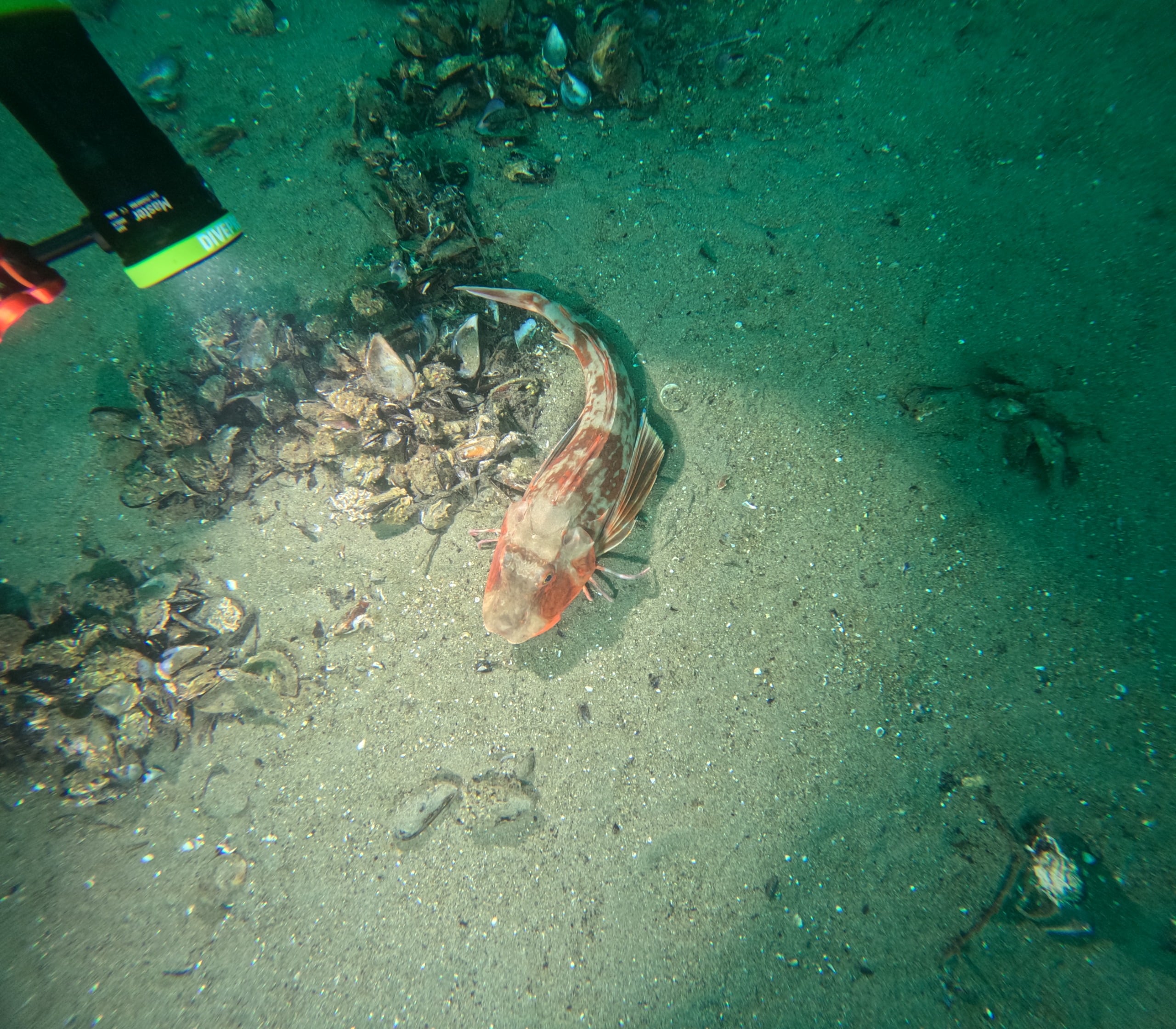 Mustafa Bozbey: "Denizimize, Bursa’daki kıyılarımıza sahip çıkmak zorundayız"