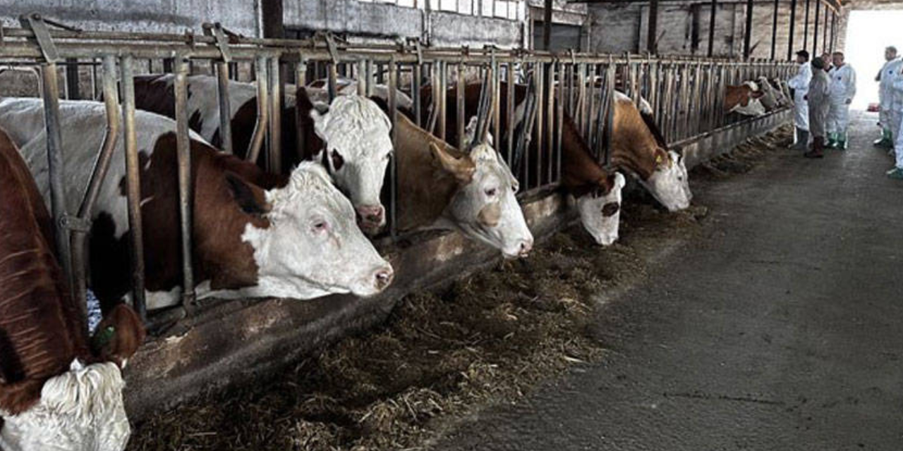 İzmir’de şap karantinası: Hayvan hareketleri durduruldu