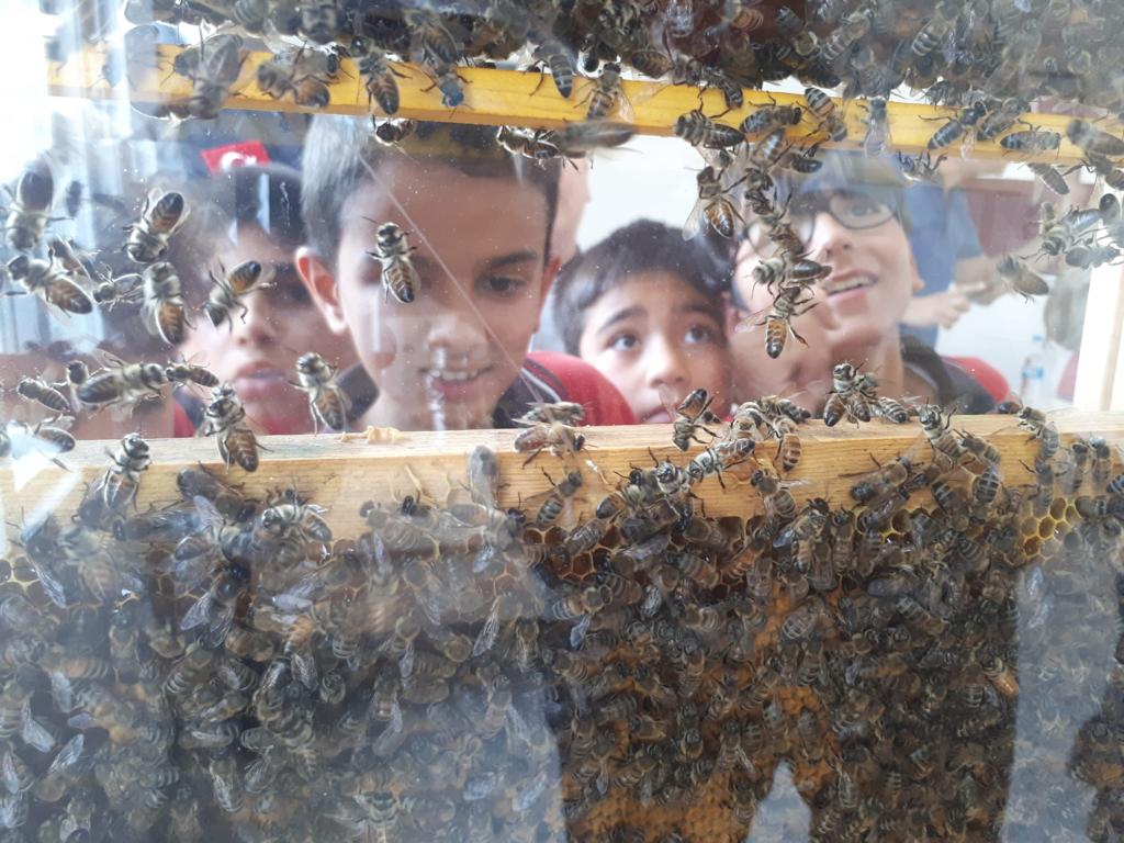 Çocuklar arıların sırrını gözlem kovanında çözdü