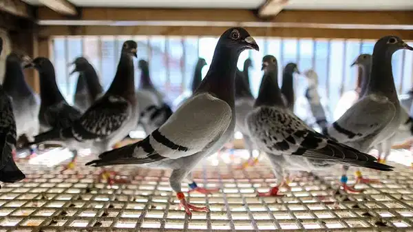 CHP Milletvekili açıkladı: Güvercinlere tek tek değer biçilip haciz uygulandı