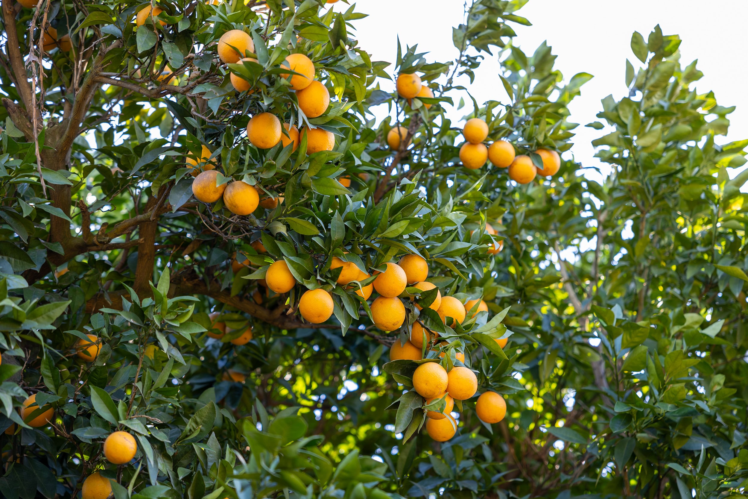 Mersin kan portakalı coğrafi işaret tescilini aldı