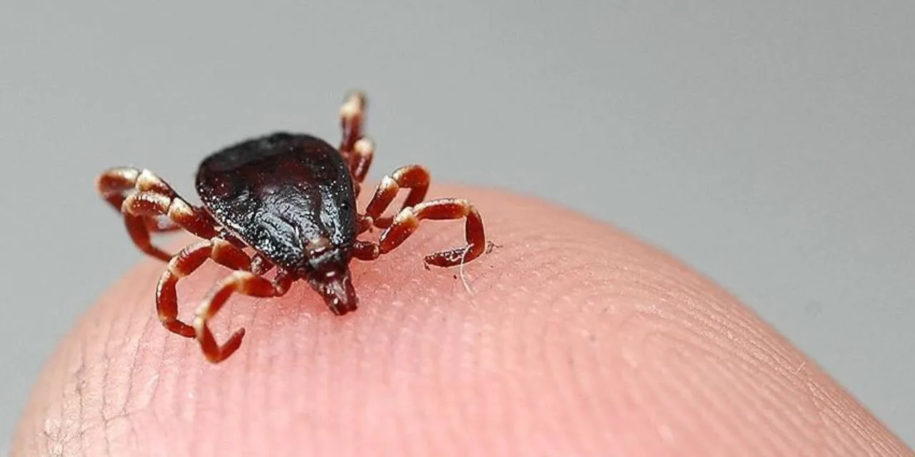 Türk bilim insanlarının kene aşısı başarısı