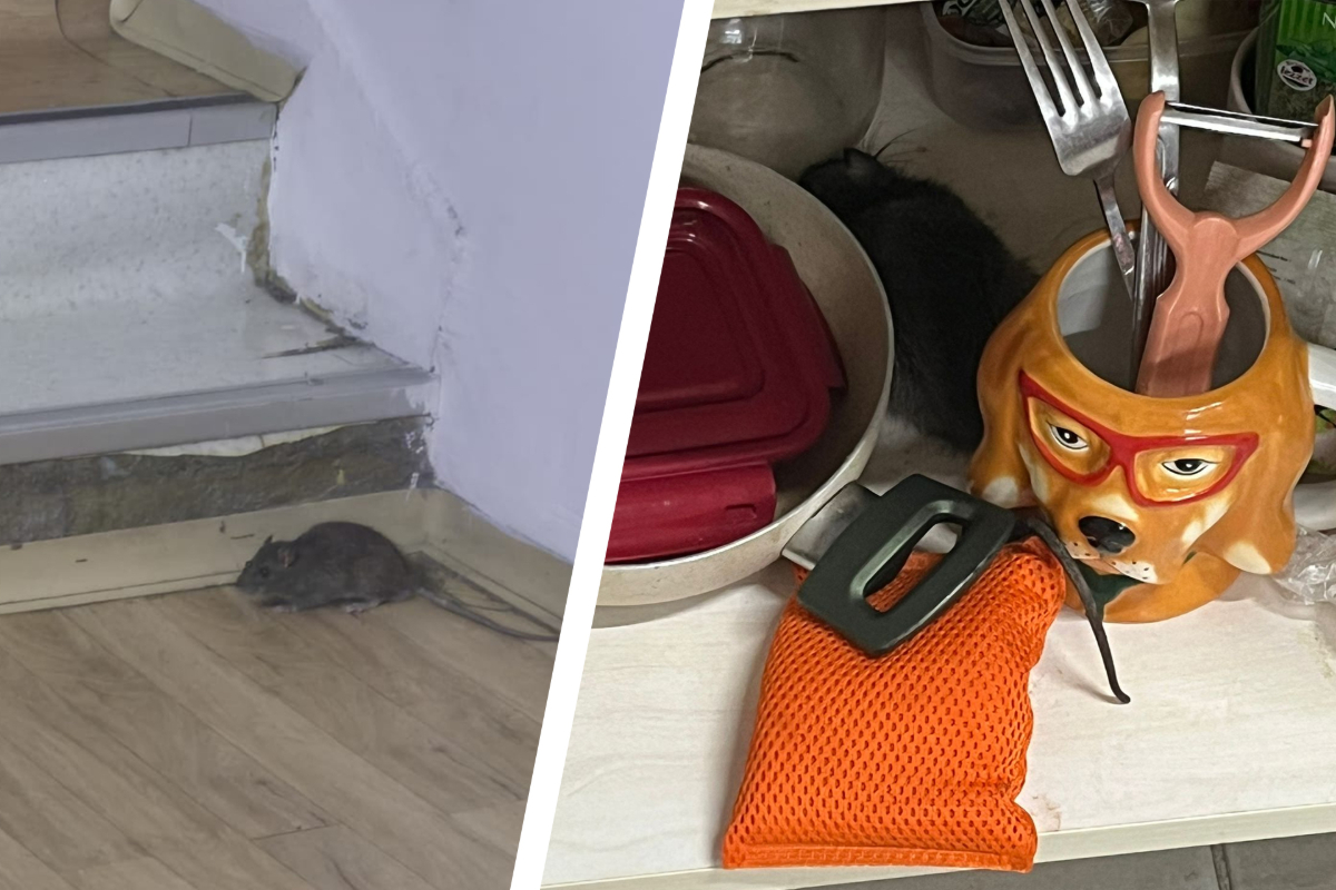 Üniversitelilere reva görülen yurt: “Tencere ve tavalarımızı koyduğumuz dolaplardan ölü fareler çıkıyor”