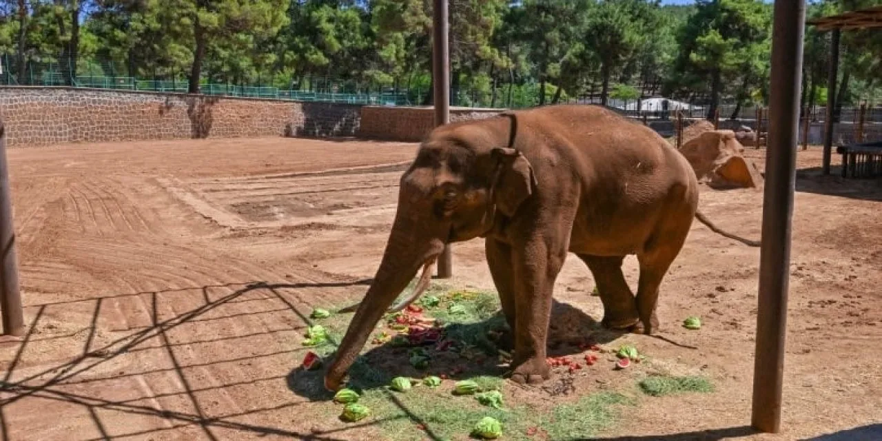 Meclis'te 'Fil' tartışması: Gabi ve Pili Gaziantep'te intihar mı etti?