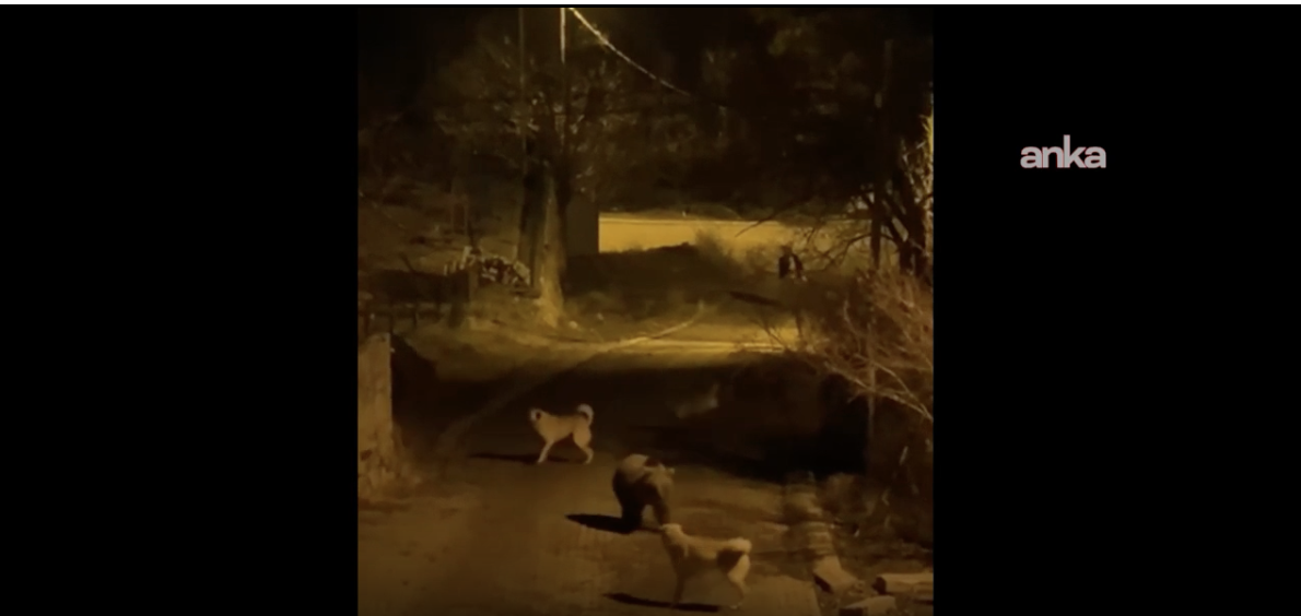 Pülümür ilçe merkezinde anne ayı ve sokak köpekleri arasında hareketli anlar