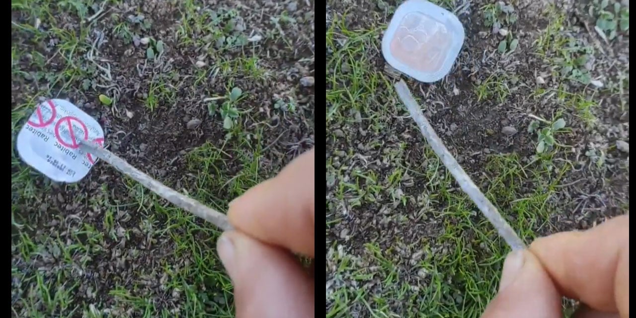 Çoban ‘her yerde bundan var’ deyip video çekti, herkes merak etti: Nedir bu doğadaki ilaçlar