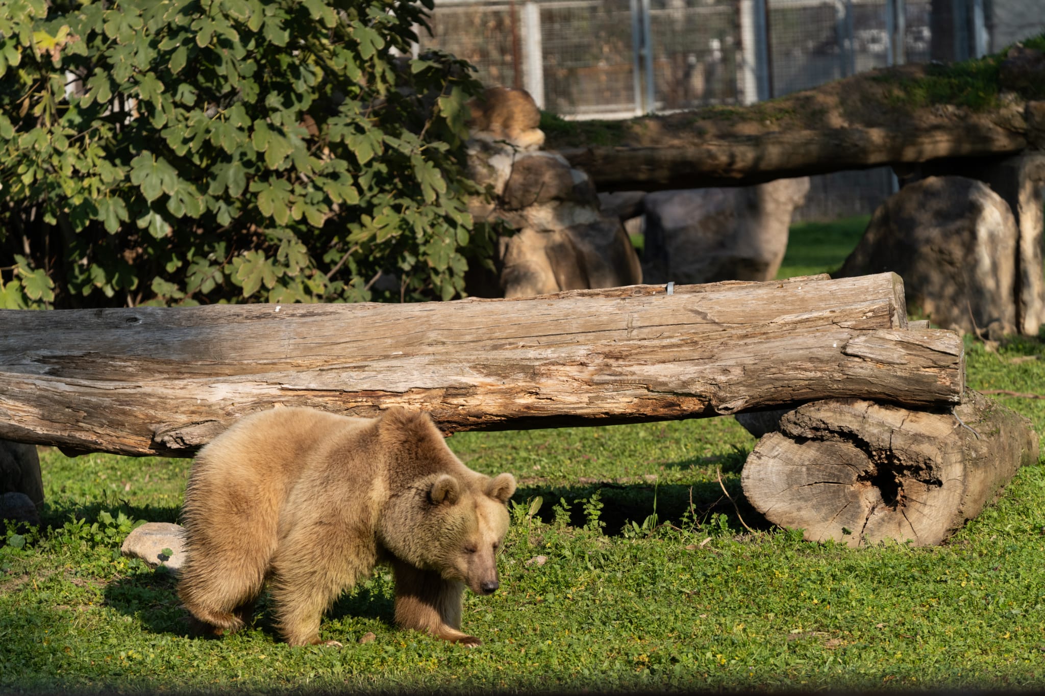 İzmir Doğal Yaşam Parkı’nın yeni sakini: Boz Ayı 'Yumuk'