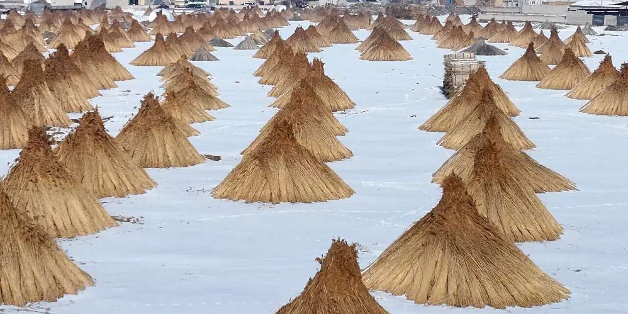 Bir mahallenin geçim kaynağı: Hasadı karlar altında sürüyor