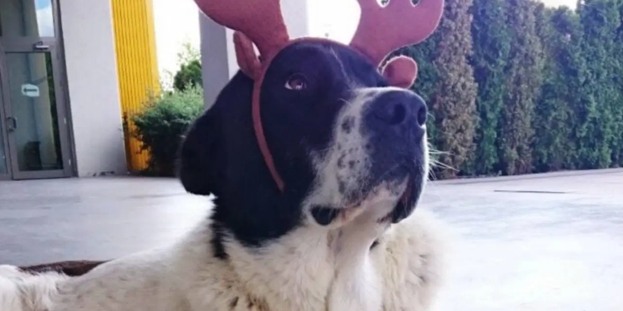 ABB’den 'Matmazel' açıklaması: Raporda darp edildiği tespit edildi