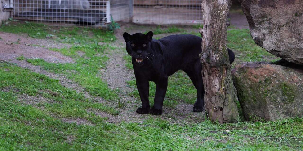 Darıca'dan İzmir'e gelmişti: Jaguar Juliet veda etti