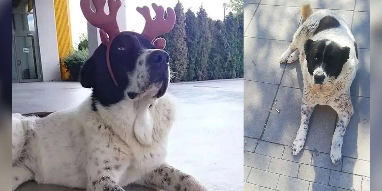 Matmazel'in dövülerek öldürüldüğü kesinleşti: "İşten atıldı, konu kapandı’ yaklaşımı yeni vakalara zemin hazırlar"