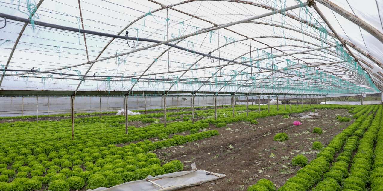 Bursa'da lodos seraları vurdu