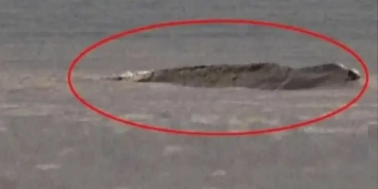 Van Gölü canavarı nereden çıktı?