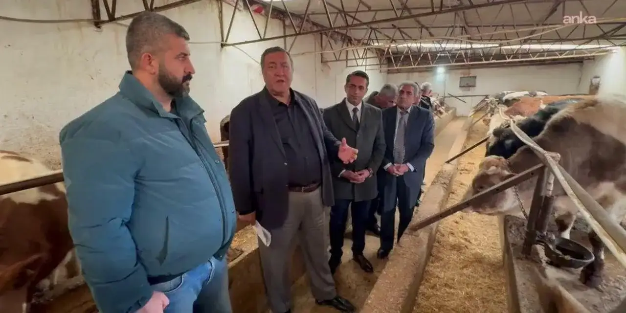 CHP’li vekil açıkladı: 500 bin buzağı öldü