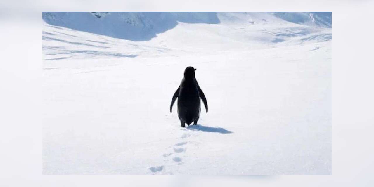 'Nihilist Penguen' tüm dünyada gündem: Nasıl başladı, nasıl bitti?