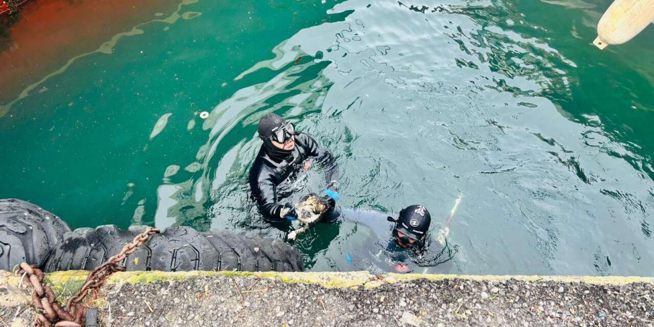 İzmir İtfaiyesi iskelenin altına sıkışan kediyi operasyonla kurtardı