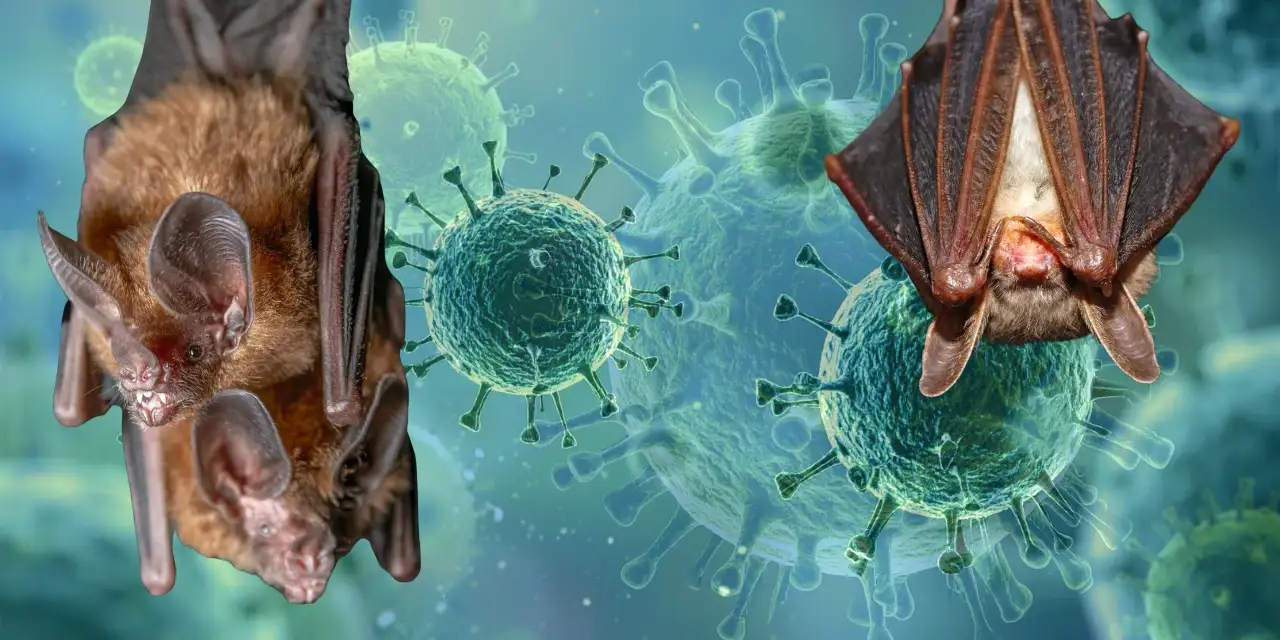 DSÖ uyarıda bulundu: Nipah virüsü ne kadar tehlikeli?