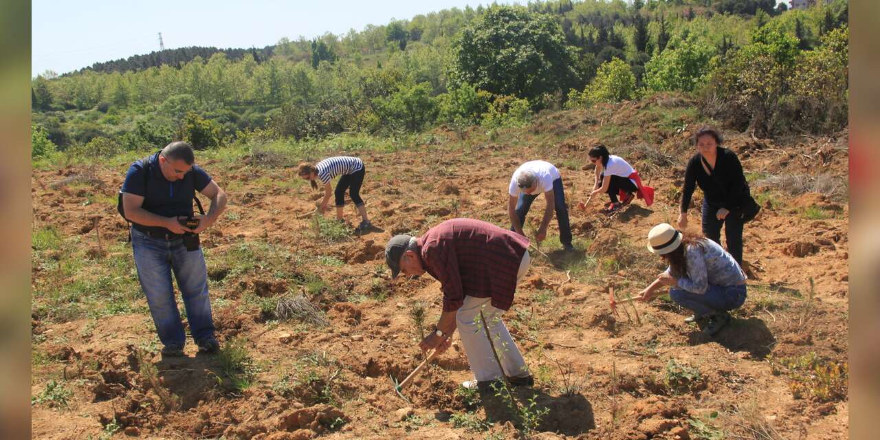 ÇEKÜL Vakfı’nın 7 Ağaç Ormanları büyüyor: 2025’te 116 bin fidan toprakla buluştu