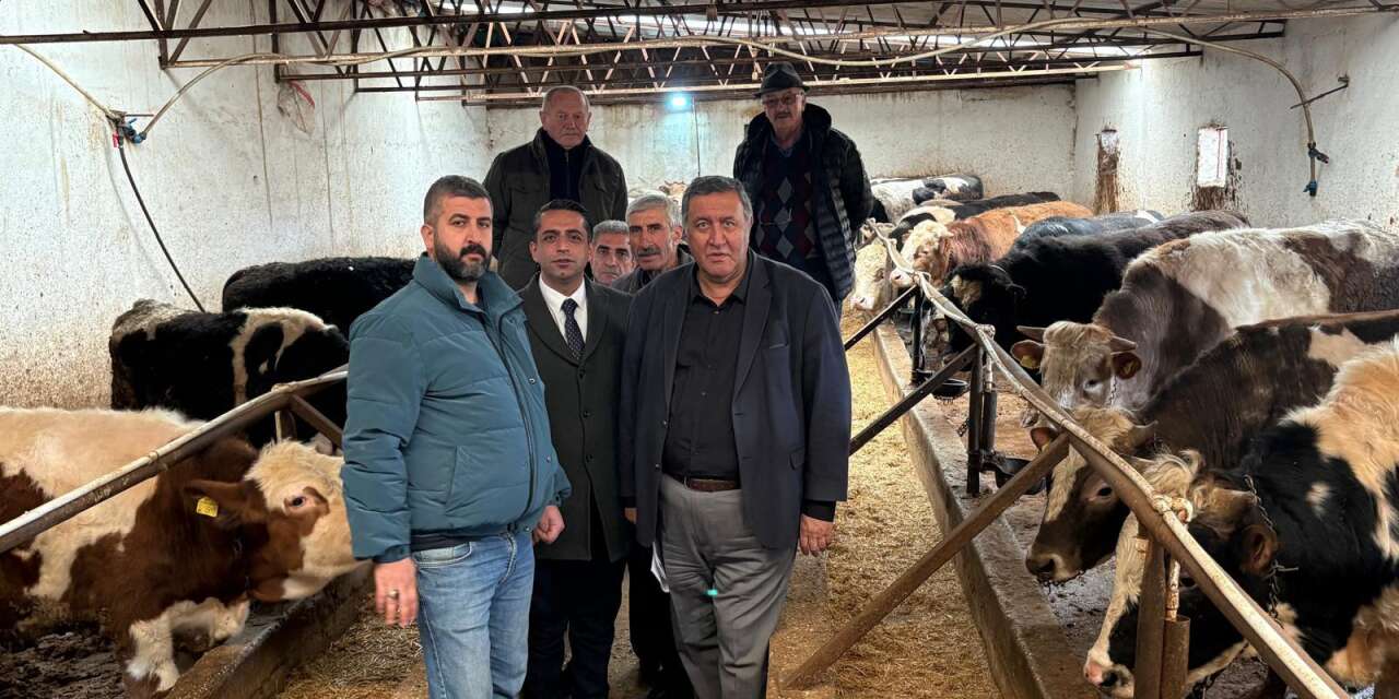 Şap tehlikesi büyüyor: "Hayvanı ellerimizle besleyerek hayatta tuttuk"