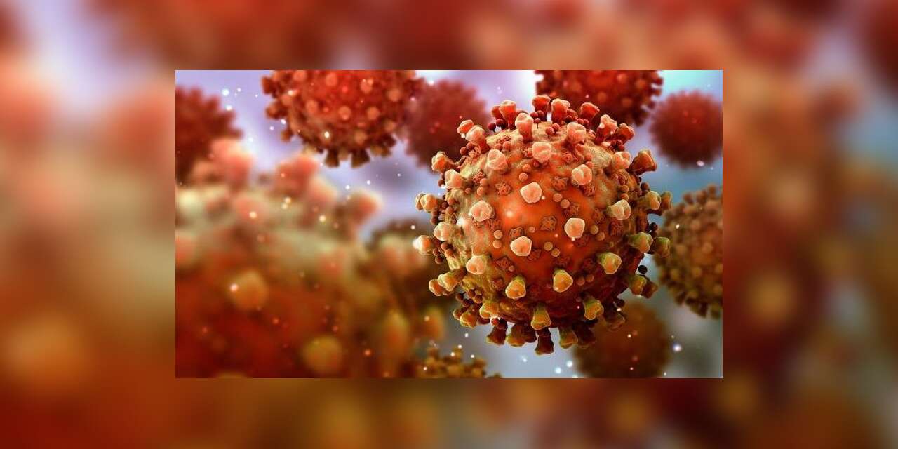 Covid'den 5 kat daha ölümcül: Nipah virüsü nedir?