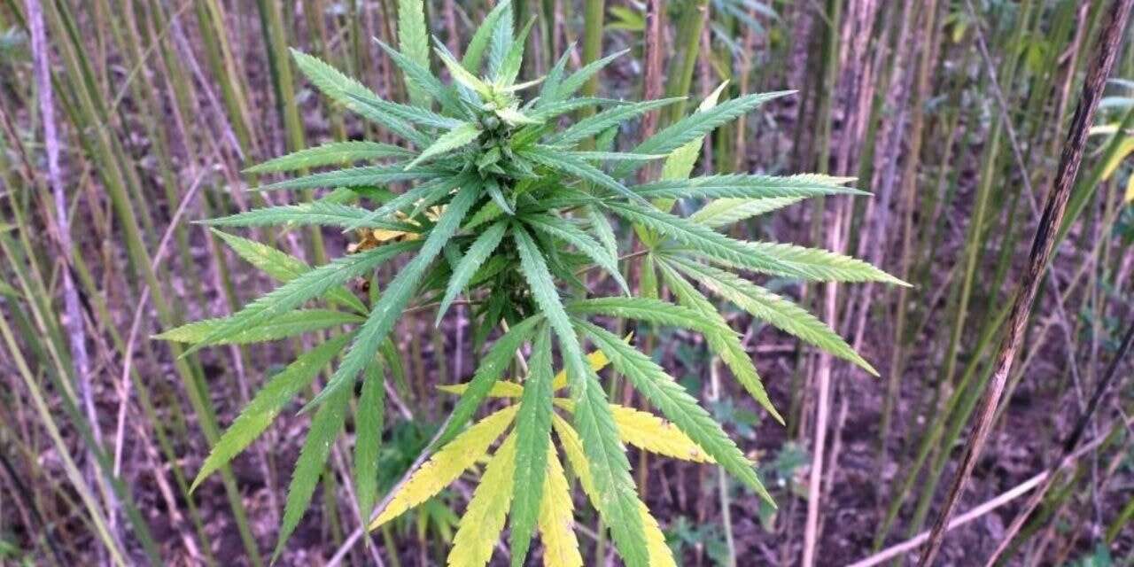 Kenevir yetiştiriciliği yasallaştı: 21 il ile sınırlı ve şartları var!