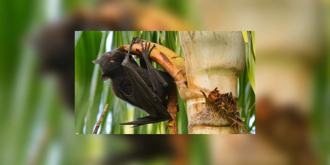 Henüz Türkiye'ye gelmedi ama yarasa kaynaklı yeni virüs Hindistan kaynaklı