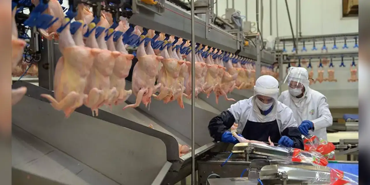 Bakanlıktan tavuk ihracatını durdurma kararı