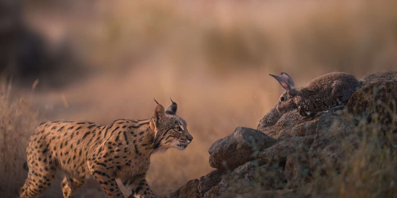 20 yıl önce sadece 94 tane kalmıştı: İberya vaşağı bir milyon yıldır dünya üstünde...