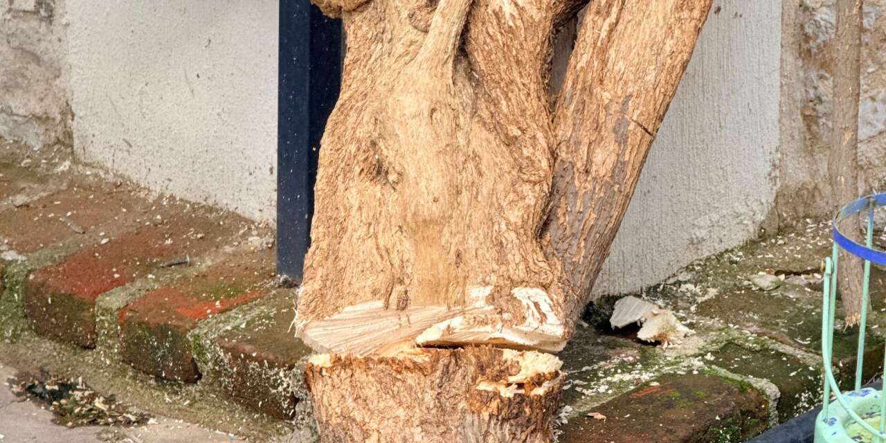 Belediye, Datça'nın begonvillerine bunu yapan kişiyi arıyor!