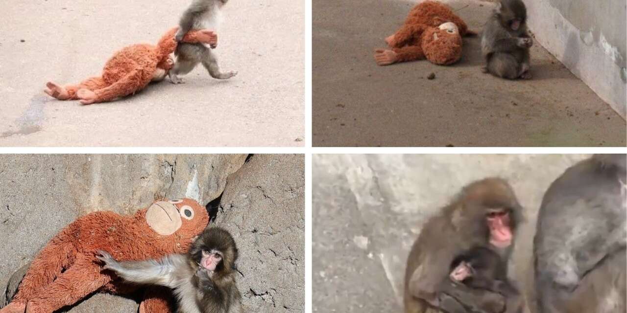 Şiddete uğradı, zorbalandı... Punch'nin artık arkadaşları var