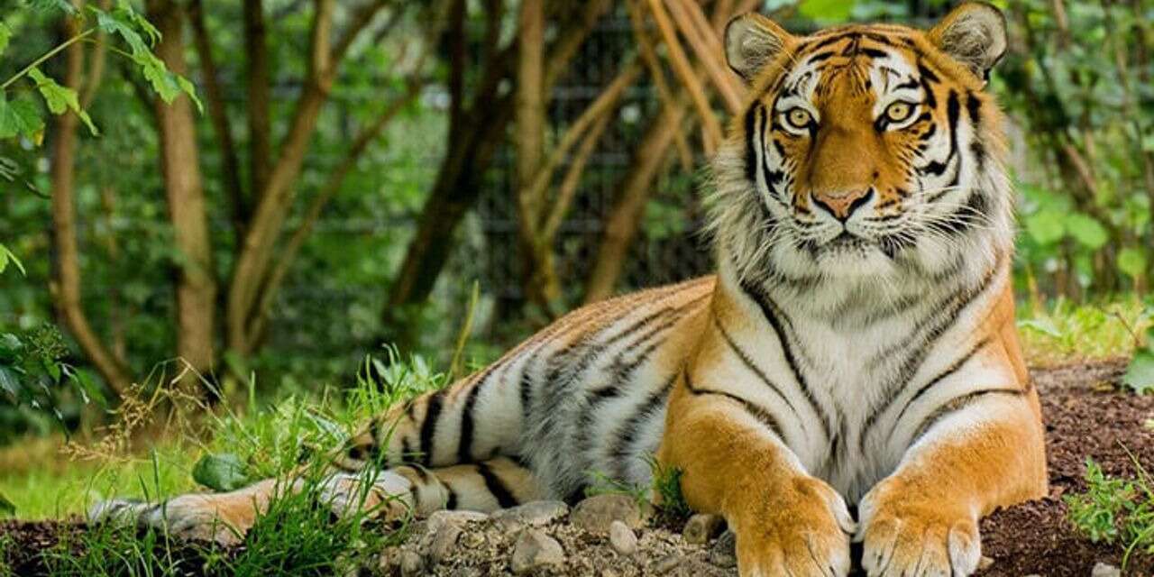 72 kaplan birden öldü: Virüsle mi bağlantılı?