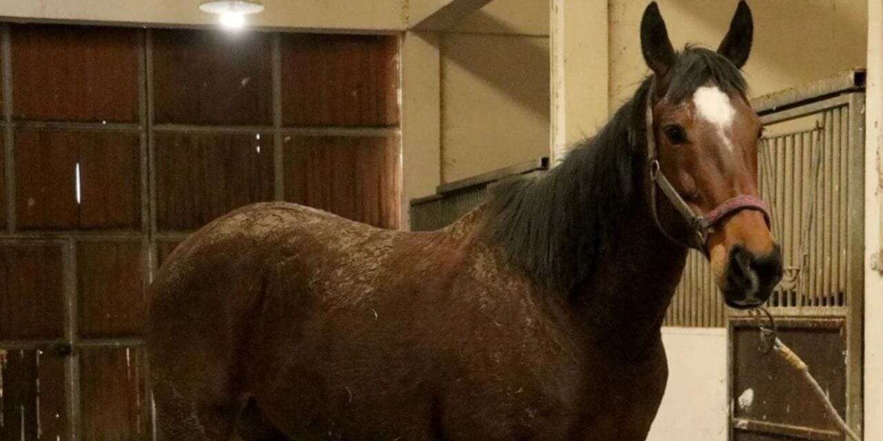 TMSF at satacak... Milyonluk ihale açıldı