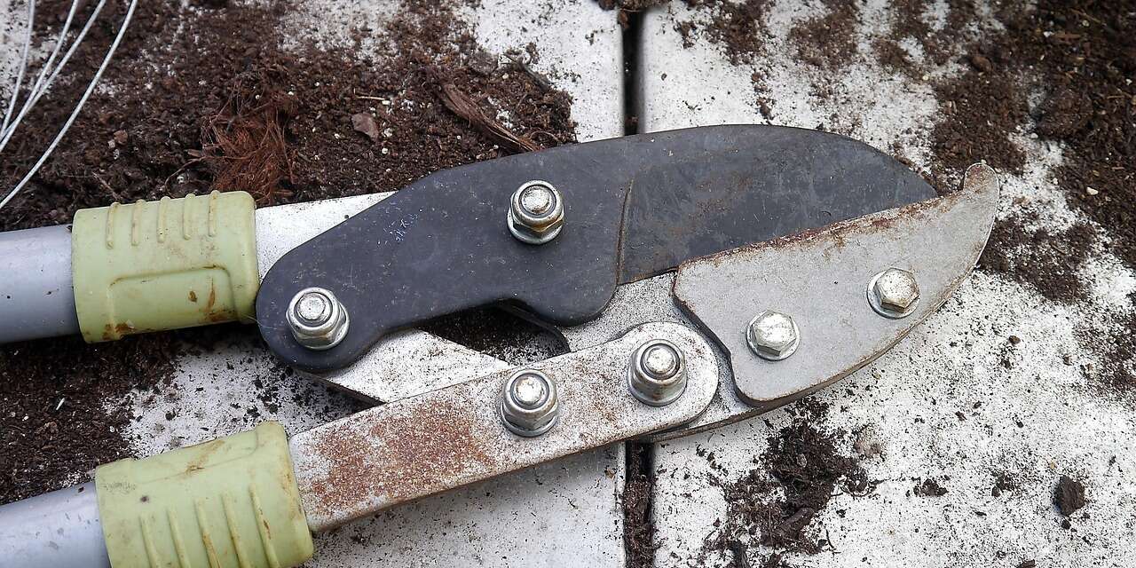 Nisan ayı gelmeden Mart ayında budanması gereken 5 ağaç ve bitki