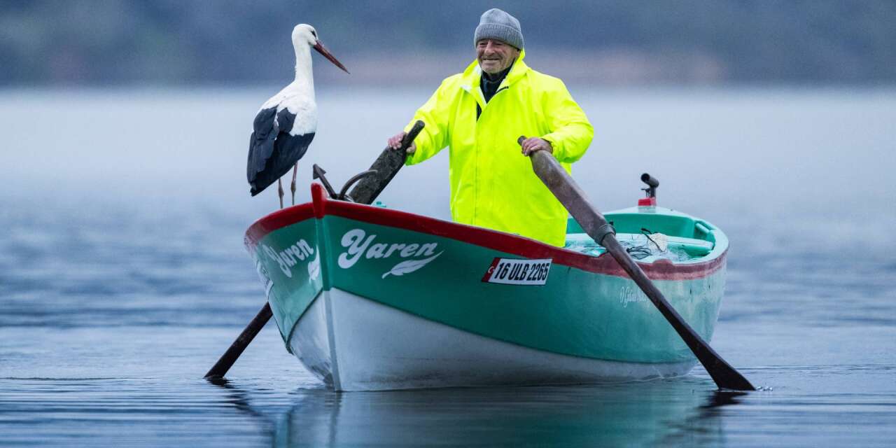 Sırada kar baykuşu var