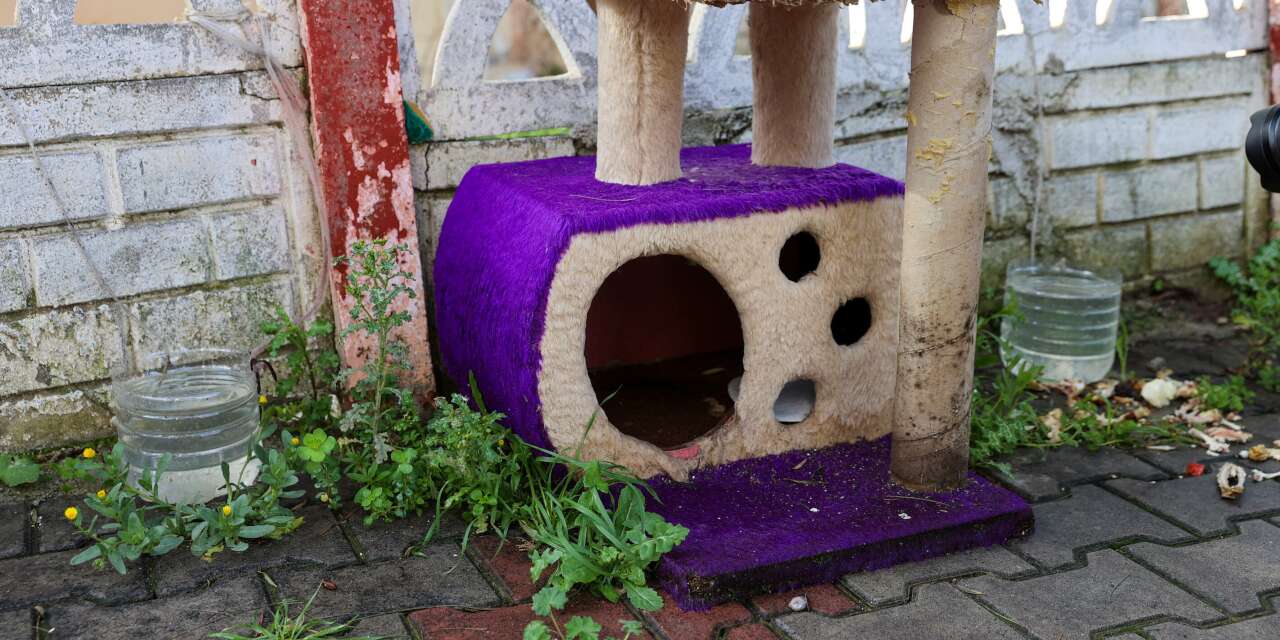 İzmir'deki hayvan ölümlerinde zehirlenme tespit edildi