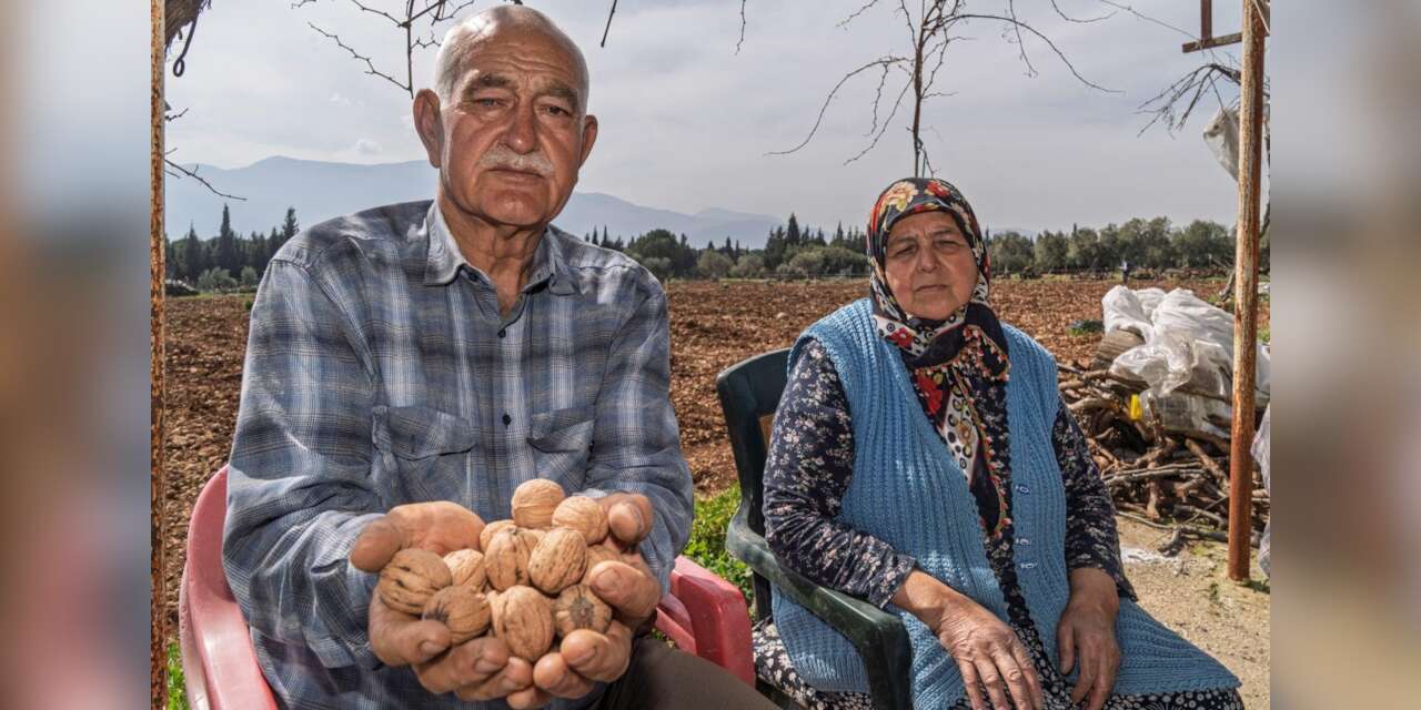 20 yıllık ceviz ağaçlarını bir gecede kestiler, takipsizlik kararı verildi