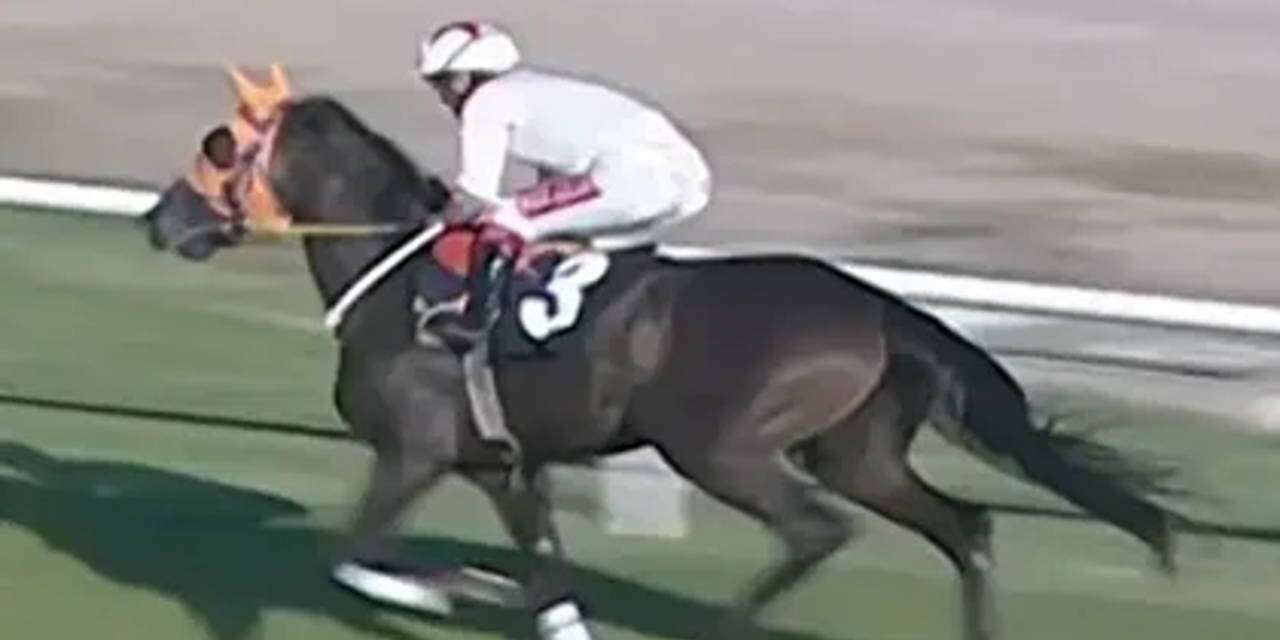 Kavurma olan yarış atı İngiliz basınında!