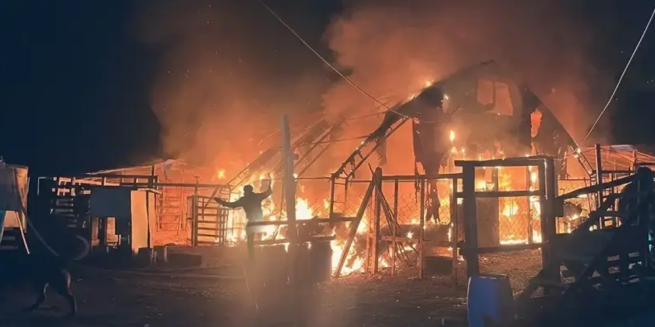 Çiftlikte soba faciası: 580 hayvan can verdi!