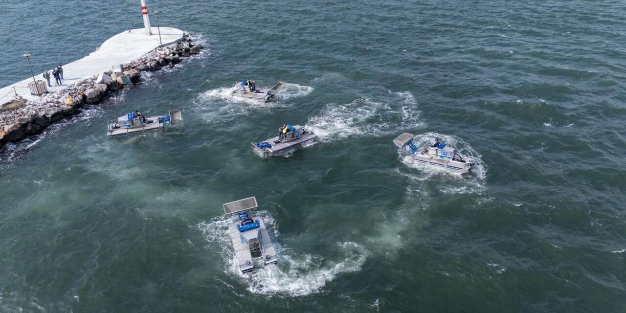 İzmir körfezinde “deniz marulu” alarmı: Amfibi müdahale