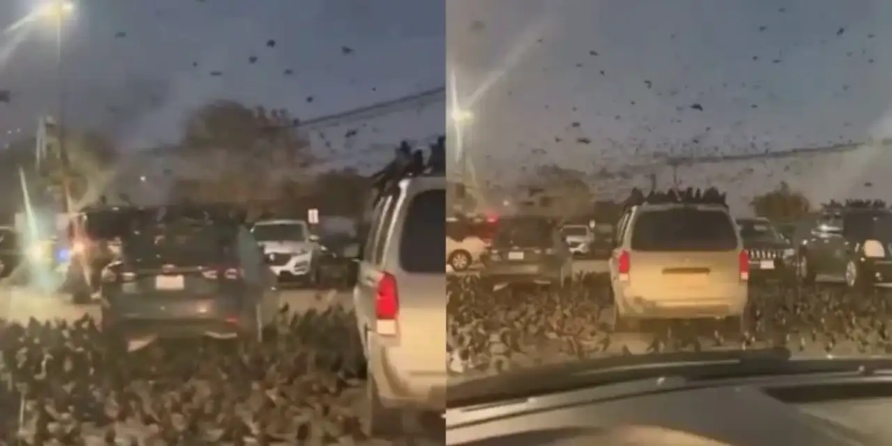 Gündem oldu: Video İsrail'deki kuş istilasını mı gösteriyor?