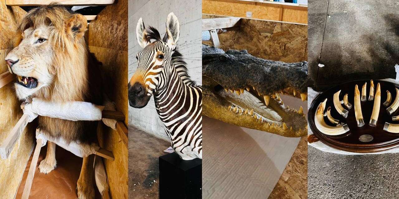 Trabzon Limanı'nda ele geçirildi: Aslan, zebra, su aygırı...