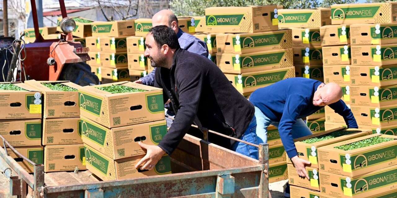 Gördes’te üreticiye fide desteği: 73 bin domates fidesi dağıtıldı